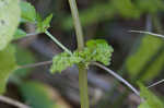 Canadian clearweed